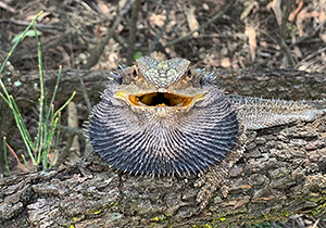 Pogona henrylawsoni